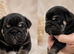 Excellent Puppies Hand reared please read advert