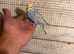 Budgies for sale