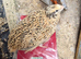 Jumbo coturnix quails