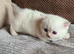 Female munchkin