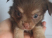 Long coat Tan/Blond and Chocolate Tri coloured chihuahua puppies
