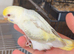 3 mutation budgies