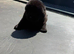 Chows for sale