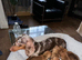 Beautiful little dachsund puppies
