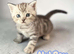 REDUCED PRICE Pedigree Scottish Fold/Straight Kittens