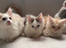 Maine Coon Kittens