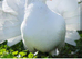 Fantails