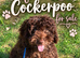 Cockapoo