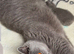 Pedigree British Shorthair Kittens