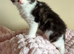 British shorthair x ragdoll