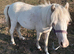 Welsh mountain pony ( section A) yearling filly