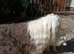 KC registered Old English Sheepdogs