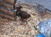 Bottom (chinese) quails