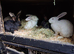 Flemish giant female