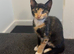 1 male and 1 female mixed breed kitten