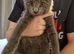 Grey boy kitten