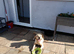8 month old male labrador