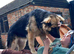 BEAUTIFUL LONG COATED GERMAN SHEPHERD PUPPIES