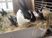 Mini rex