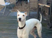 Bull greyhound x whippet for stud