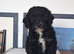 Three beautiful cockapoo puppies (one sold)
