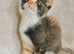 Ragdoll X BSH Kittens