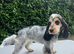 Female cocker for rehoming