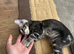 Pure bengal kittens for sale
