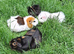 Small animal boarding services
