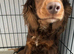 Beautiful golden Cockapoo female
