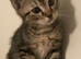 Kittens ready now
