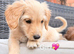 Beautiful cockapoo brother and sister available