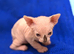 Beautiful Sphynx Kittens Looking for Their Forever Homes