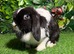Pure breed mini lop (ADULT) Female