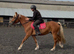 Welsh D 14.3 4 year old mare.