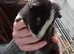 Lovely young guinea pig