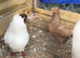 Breeding pair of Nun pigeons
