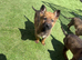 German shepherd puppies