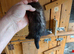 Micro polecat hob- 6months old-Angora and black in him also.
