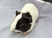 Male guinea pig