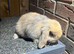 Male lop rabbit