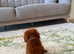 Dark Red Teacup Asian Poodle Girls