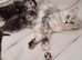 Tica registered maine coon kittens