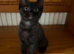 Playful Mixed Breed Kittens Ready Now