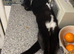 Magic 2 year spayed female