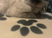 Simease cat