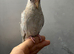 5 hand reared baby cockatiels available