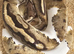 Lovely Male Piebald Orange Dream Royal Python