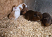 Male guinea pig