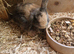 6 baby bunnies mini lop